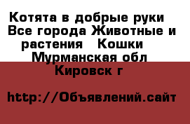 Котята в добрые руки - Все города Животные и растения » Кошки   . Мурманская обл.,Кировск г.